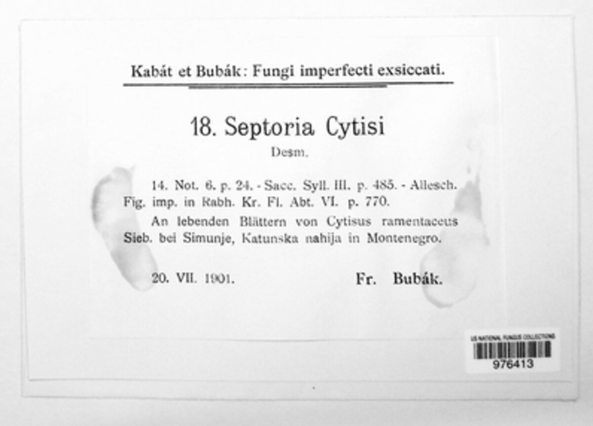 Septoria cytisi image